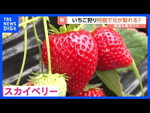 春休み家族連れでにぎわう「いちご狩り」！何個食べれば元が取れる？スーパーで買うよりお得！？なワケ｜TBS NEWS D…