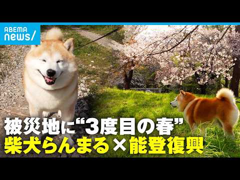 【柴犬らんまる】能登復興日記 2026年春の輪島をぽにぽに歩く｜アベモニ サムネイル