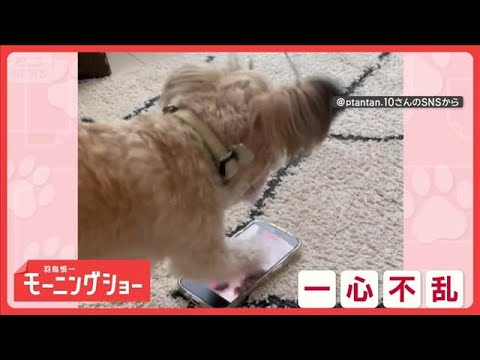 一心不乱にスマホをカリカリするワンちゃん　画面には自分の姿が…　戦ってるの？【羽鳥慎一モーニングショー】(2026年6… サムネイル