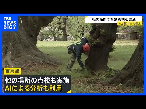 都内で相次ぐ倒木… 桜の名所「砧公園」で緊急点検実施 調査した25本のうち状態が悪い7本見つかる　今後はAIによる分析…