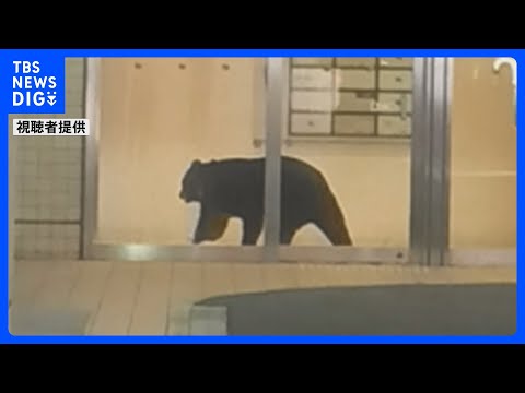 青森市中心部の複合商業ビルにクマ1頭が居座る　緊急銃猟で駆除｜TBS NEWS DIG