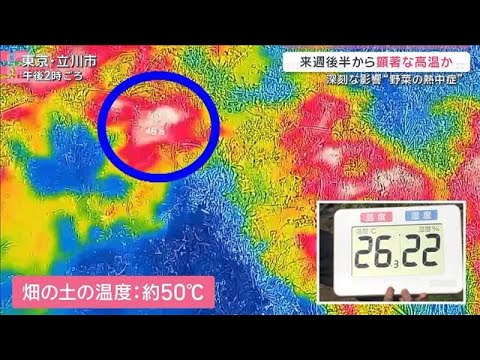 5月後半から顕著な高温の可能性「暑くなるスピード早い」野菜の“熱中症”も深刻【サタデーステーション】(2026年5月9… サムネイル