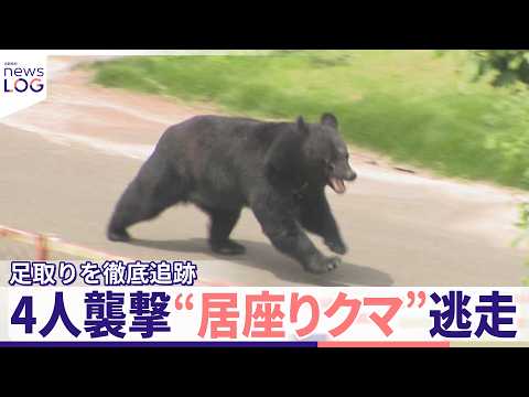 【“居座りクマ”逃走】住宅街を疾走……足取りを徹底追跡  「クマ撃退」の運転手に聞く  福島市『news LOG』 サムネイル