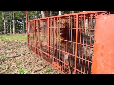 “冬眠明け”でも巨体…体重330kg・体長2m超のヒグマ捕獲【報道ステーション】(2026年4月27日) サムネイル