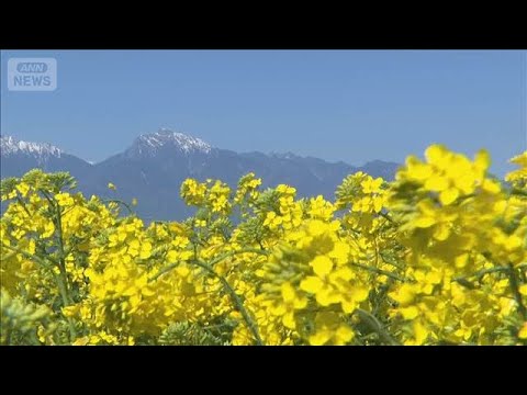 菜の花100万本が見ごろ　黄色いじゅうたん広がる　山梨・北杜市(2026年5月2日) サムネイル