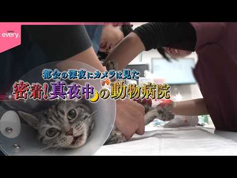【密着！】都会の深夜にカメラは見た！真夜中の動物病院『every.特集』 サムネイル
