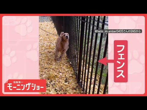 “ガタガタ”大好き！　フェンスで体をこするワンちゃん　求めるのは…刺激？【羽鳥慎一モーニングショー】(2026年1月7… サムネイル