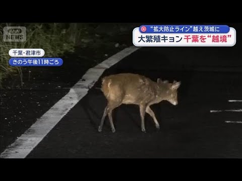 大繁殖キョン　千葉を“越境”　拡大防止ラインの最前線は？【スーパーJチャンネル】(2026年6月10日) サムネイル