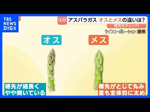 「太くて甘い」初夏のアスパラガス　実は“オス”と“メス”がある！？見分け方や味の違いとは　メスは食感もやわらかい！？｜…