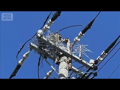 電柱にハンガー等で作られたカラスの巣　停電の原因に　電力会社「見つけたら連絡を」【知っておきたい！】【グッド！モーニン…