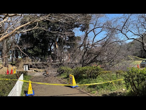 「大きな木が根元から...」桜の木が倒れ70代女性が下敷きに　腰など挟まれけが　場所は都内有数の花見スポット「砧公園」… サムネイル