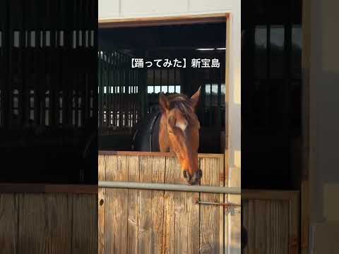 【踊ってみた】新宝島を踊る愛馬　ていね　ていね　丁寧に