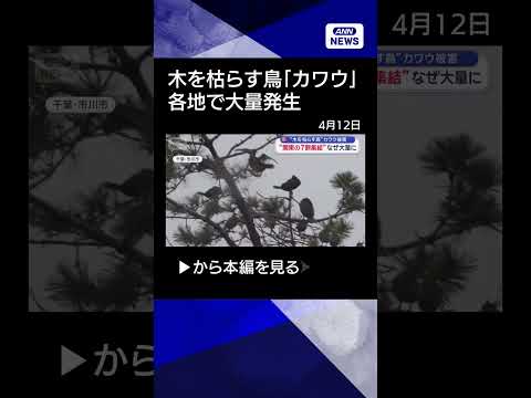 【ニュース】“木を枯らす鳥”住民悩ませるカワウ　なぜ大量発生？【shorts サムネイル