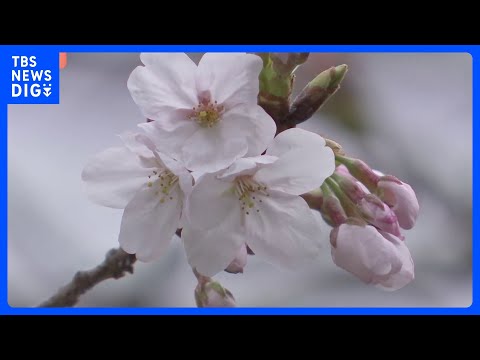 「暗いニュースが多いのでちょっと喜ばしい気持ち」東京の桜が開花　発表基準を上回る“61輪”　平年より5日早い｜TBS…