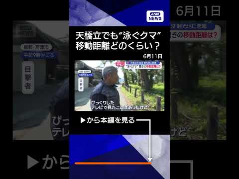 【ニュース】日本三景でも“泳ぐクマ”　移動距離どのくらい？shorts サムネイル