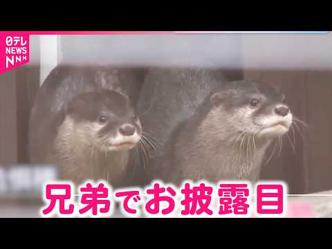 【風＆くろた】コツメカワウソの兄弟が宮崎の動物園へ仲間入り　NNNセレクション サムネイル