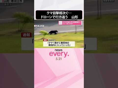 【クマ目撃】1日で少なくとも5件  ドローン使い行方追う  山形・寒河江市  shorts サムネイル