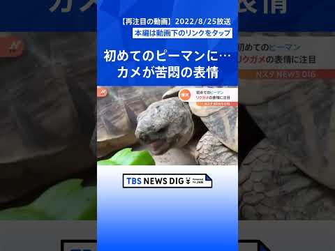 カメが“初めてのピーマン”に苦悶の表情を浮かべる投稿が話題　飼育員も「好みの野菜じゃないのかも…」とポツり｜TBS N…