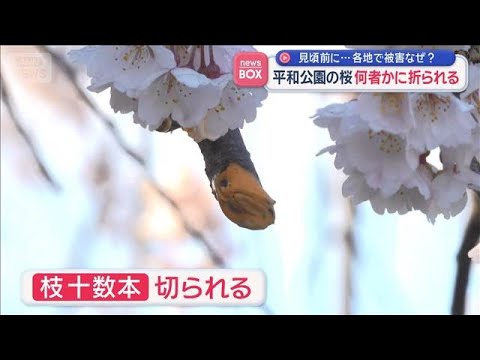 見頃前に…各地で被害なぜ？　平和公園の桜　何者かに折られる【スーパーJチャンネル】(2026年3月26日)