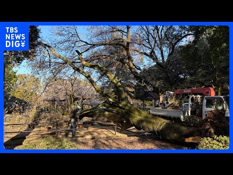 【速報】東京・世田谷区の砧公園でまた倒木　これまでにけが人は確認されておらず　公園の管理事務所　先月も高さ10ｍ以上の…