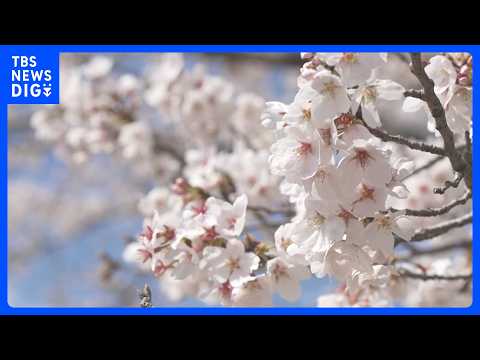 【ハイライト】桜の下で大人も子どもも笑顔に　第17回ひたち大宮辰ノ口 桜まつり（2026年4月3日）