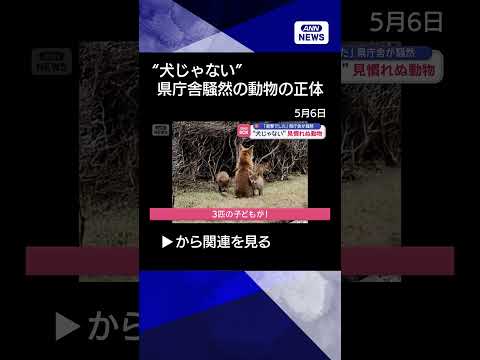 【ニュース】“犬じゃない”見慣れぬ動物　「衝撃でした」県庁舎が騒然 shorts サムネイル
