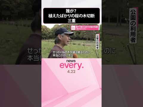 【誰が？】公園の桜が6本も  植えたばかりの桜の木切断  三重･鈴鹿市  shorts サムネイル
