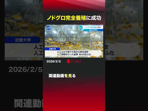 ノドグロ完全養殖に成功 shorts 近畿大学 ノドグロ 完全養殖 世界初 魚養殖 サムネイル