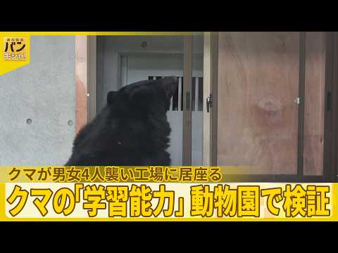 【検証】クマの「学習能力」動物園で検証…...男女4人襲い工場に居座る　窓のカギ開け外へ逃走か  蛇口ひねって水飲んだ… サムネイル