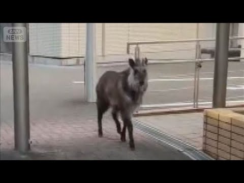 ニホンカモシカか　名大構内を走る映像　警察が捜索も見つからず、注意呼びかけ【知っておきたい！】【グッド！モーニング】(… サムネイル