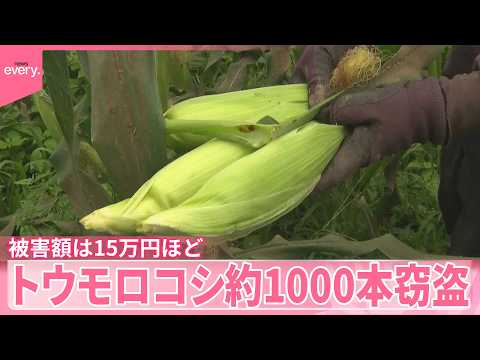 【農家落胆】一夜で消えた「トウモロコシ」約1000本窃盗  栃木・宇都宮市