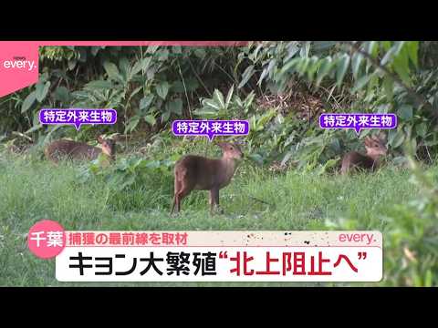 【千葉でキョン大繁殖】“北上阻止へ”捕獲の最前線を取材『気になる！』