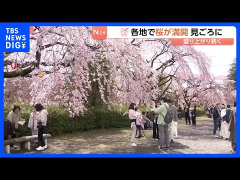 「暖かいのでみんなで楽しめれば」きのう“桜の満開”発表の仙台　花見客でにぎわう｜TBS NEWS DIG