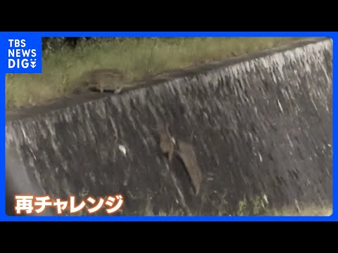 “スパルタ教育”なイノシシ「野生の育て方」はスゴイ！ウリ坊の前に立ちはだかる高すぎる壁｜TBS NEWS DIG サムネイル