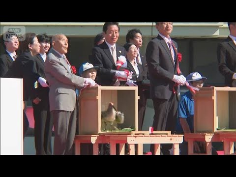本州初 トキの放鳥 半世紀ぶり8羽が能登の空へ(2026年6月1日) サムネイル