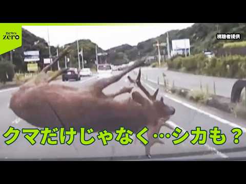 【警戒】クマだけじゃなくシカも人里に…　野生動物に注意　相次ぐ被害どう防ぐ？ サムネイル