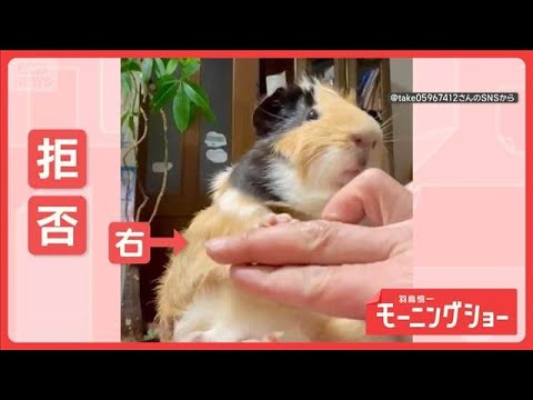 左はいいけど…右は絶対にダメッ！“握手”を拒否するモルモット　なぜ片方だけ？【羽鳥慎一モーニングショー】(2026年5… サムネイル