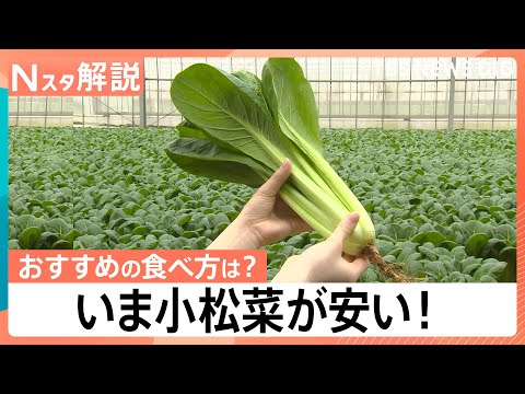 いま小松菜が安い！農家のおすすめの食べ方は「生」　安いうちに冷凍保存でお買い得に【Nスタ】｜TBS NEWS DIG サムネイル