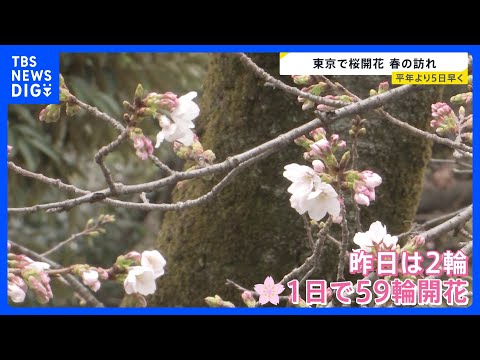 東京で桜開花を発表 平年より5日早く　靖国神社で開花発表基準を大きく上回る「61輪」確認｜TBS NEWS DIG