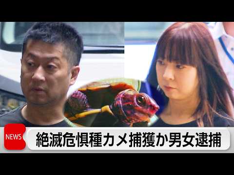 絶滅危惧種のカメ捕獲疑いでペットショップ経営者ら男女2人逮捕 サムネイル