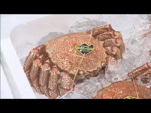 「海明け毛ガニ」初競り1万1390円　札幌市【スーパーJチャンネル】(2026年3月19日)
