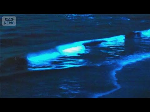 夜光虫に見物客殺到　渋滞トラブル　愛知・蒲郡市が注意喚起「海の状況戻り見れない」【知っておきたい！】【グッド！モーニン…