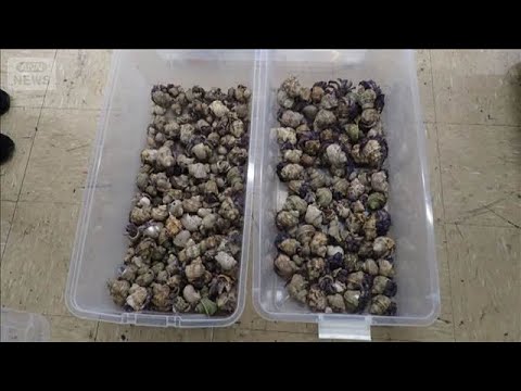 天然記念物「オカヤドカリ」1936匹　捕獲し県外に持ち出そうとしたか【スーパーJチャンネル】(2026年5月21日) サムネイル