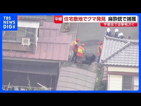 栃木・宇都宮市の住宅敷地内でクマ1頭捕獲 麻酔銃3発発射　今月6日から目撃情報相次ぐ…“市内に2頭いる可能性”｜TBS… サムネイル