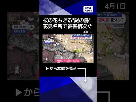 【ニュース】満開の桜をちぎって落とす“謎の鳥”正体は？　絶景名所で被害相次ぐ【スーパーJチャンネル】(2026年4月1…