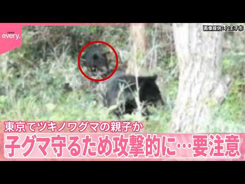 【クマ出没】東京でツキノワグマの親子か…箱ワナを設置し警戒  新潟では70代男性が襲われけが サムネイル