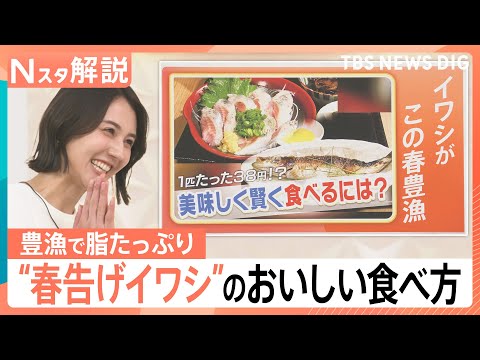1匹なんと38円？！“春を告げる”イワシが日本海側で豊漁に！　この春おすすめのイワシの食べ方は？【Nスタ解説】｜TBS…