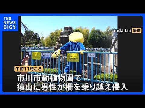 パンチくんの猿山に着ぐるみを着た男性が柵を乗り越え侵入　2人を警察に引き渡す　自称アメリカ国籍と話す　千葉・市川市｜T… サムネイル