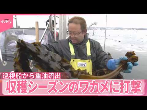 【重油流出】巡視船から油漏れ  収穫シーズンのワカメに打撃