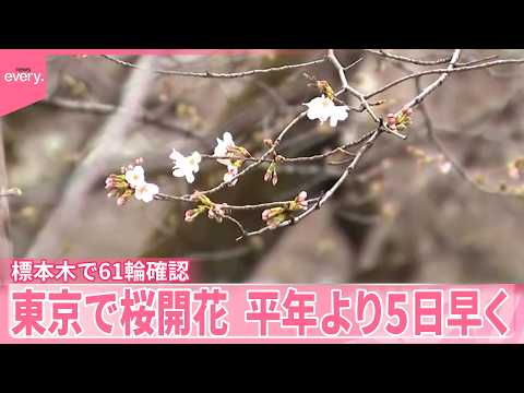 【東京で桜開花】平年より5日早く  きのうは2輪  きょう61輪確認